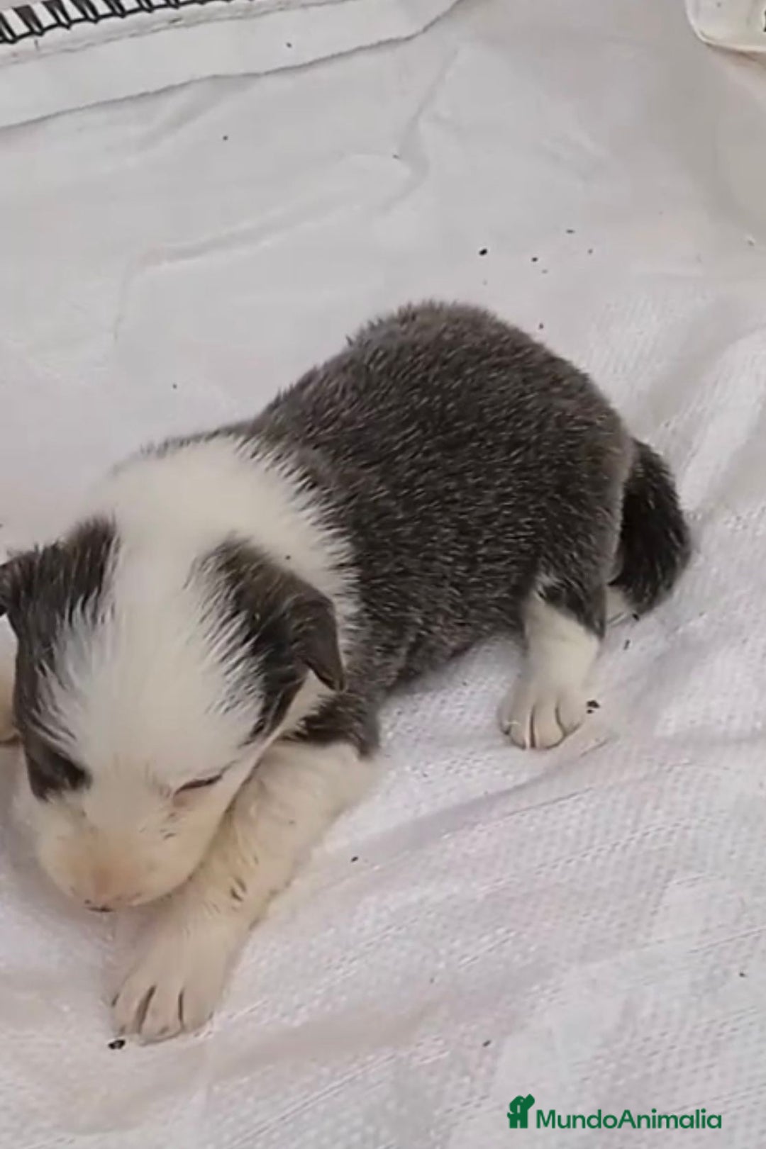Border Collie perros en venta: Border collie hembras merle - Imagen 11