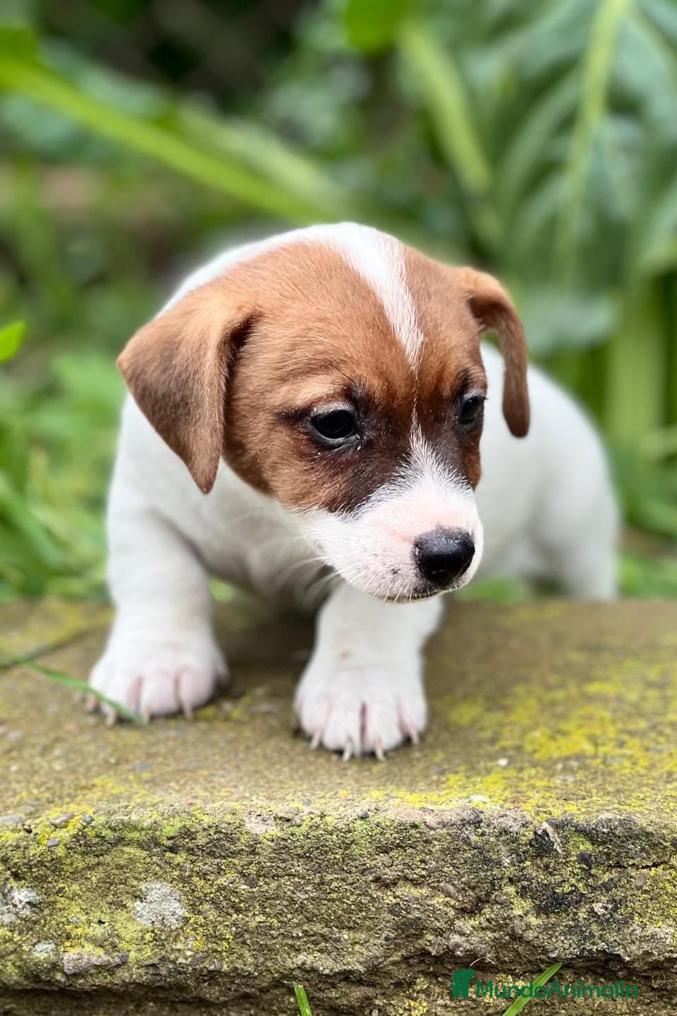 Jack Russell Terrier perros JACK RUSSEL BICOLOR DISPONIBLES en Barcelona - Anuncio 2