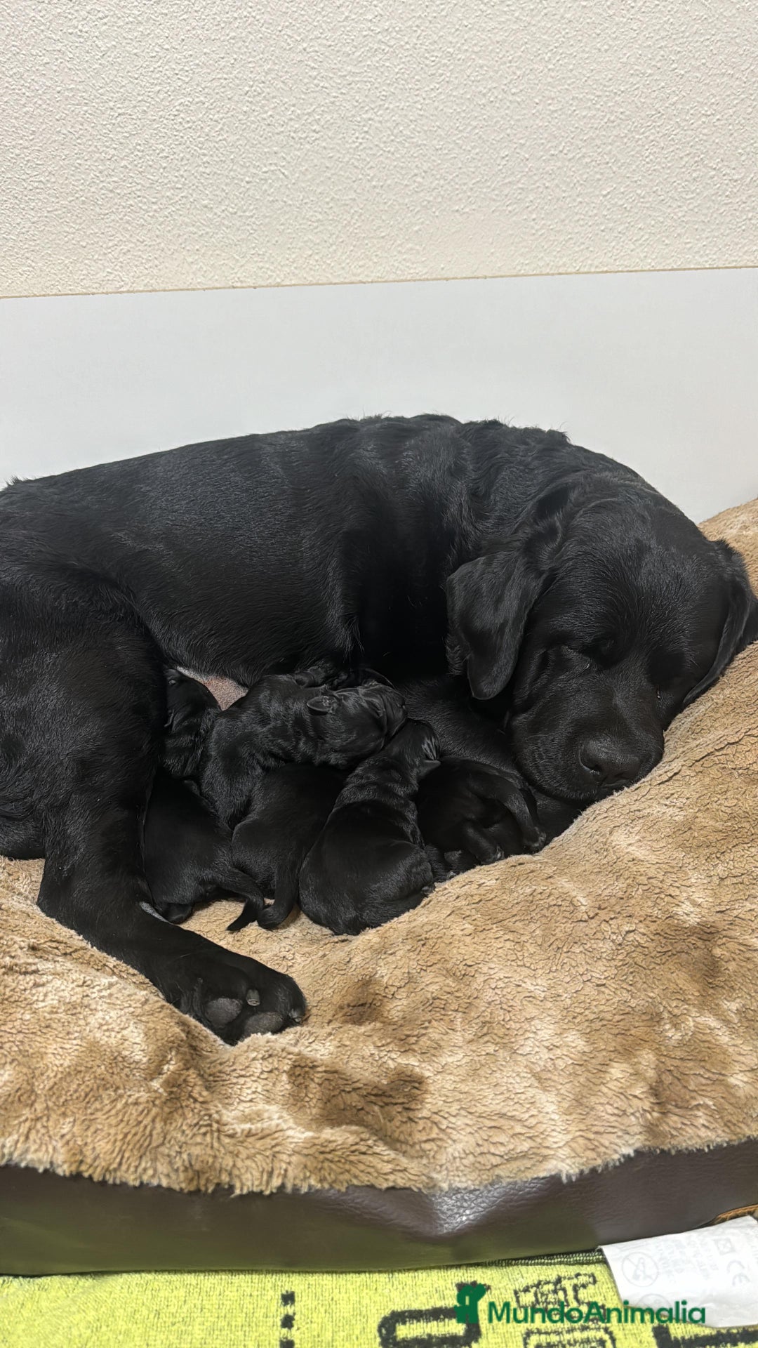 Labrador Retriever perros en venta: Impresionantes cachorros de labrador  - Anuncio 1