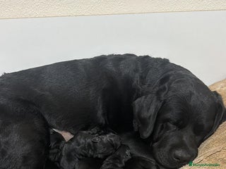 Labrador Retriever perros Impresionantes cachorros de labrador - Anuncio 1