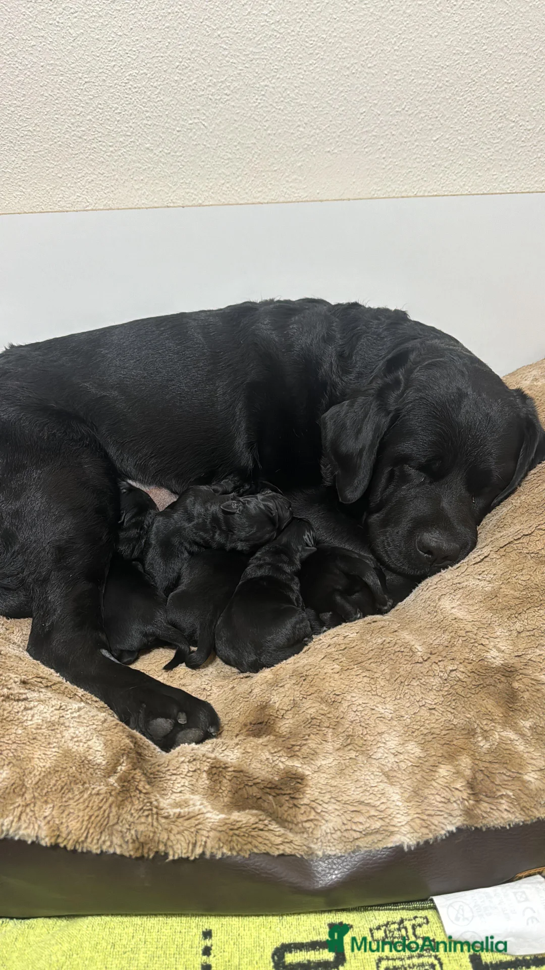 Labrador Retriever perros en venta: Impresionantes cachorros de labrador  - Anuncio 6