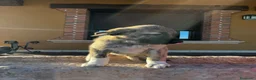 Mastín Español perros en venta: Mastin  - Anuncio 10