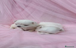 Bichón Maltés perros en venta: Bichón maltes ♂️♀️ - Imagen 7