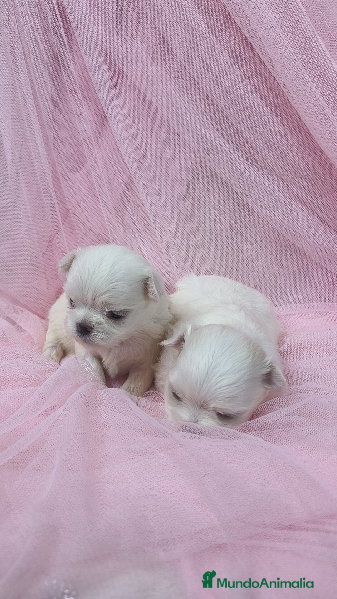 Bichón Maltés perros en venta: Bichón maltes ♂️♀️ - Imagen 7