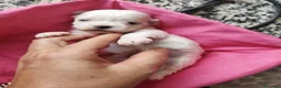 Bichón Maltés perros en venta: Bichón Maltés  - Anuncio 4