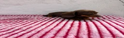 Teckel Miniatura perros en venta: Teckel Miniatura - Anuncio 8
