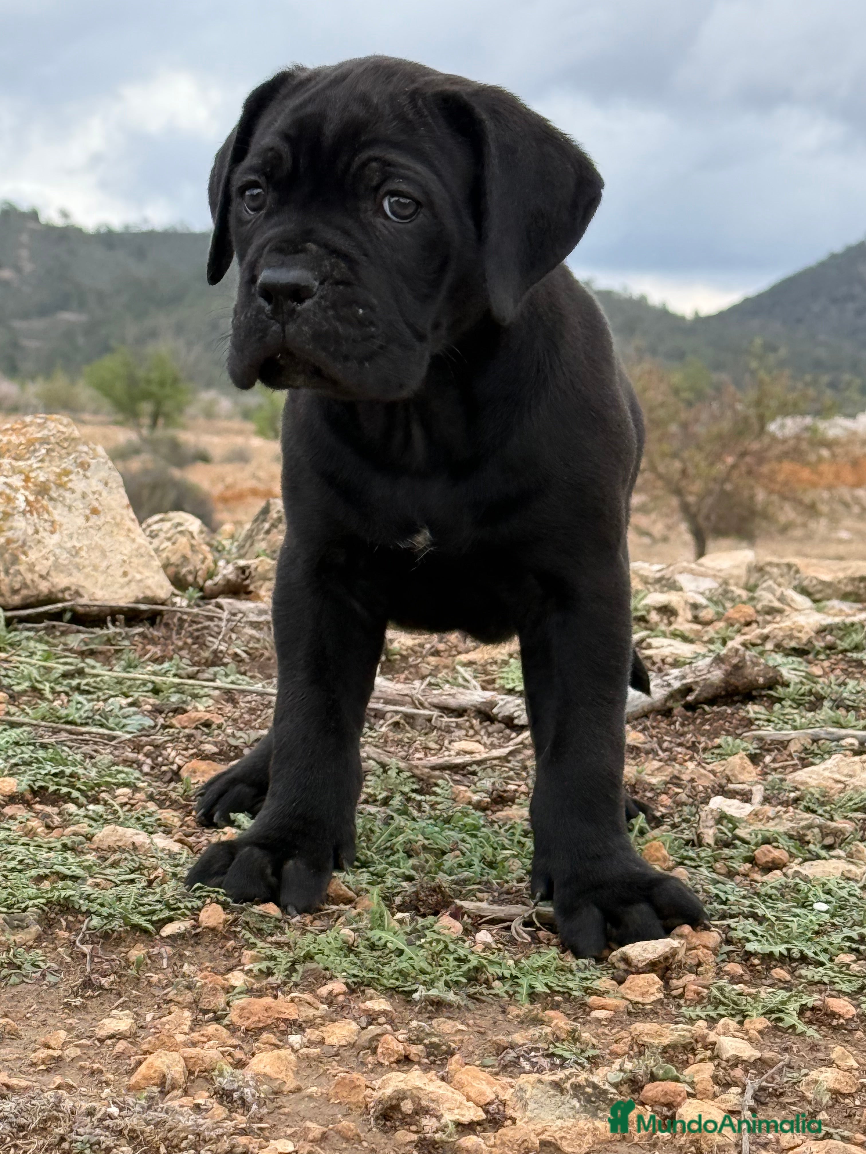 Cane Corso perros Cachorros de Cane Corso  - Anuncio 9