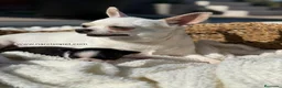 Chihuahua perros en venta: CHIHUAHUA - Anuncio 6