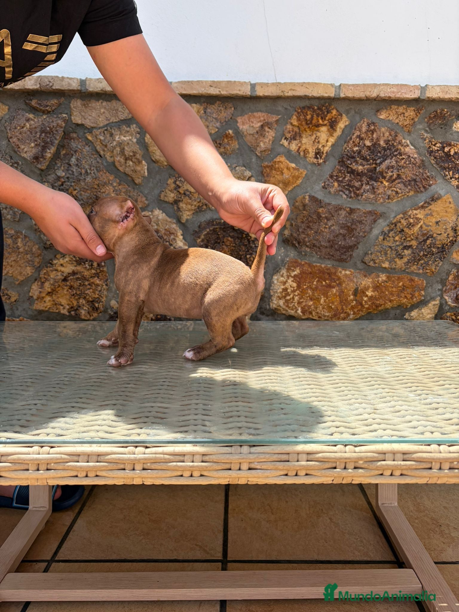American Bully perros American Bully  - Anuncio 1