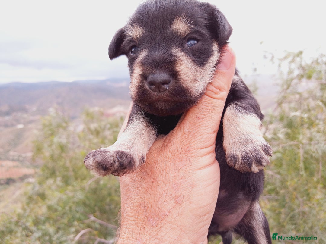 Chihuahua perros en venta: Schnauzer negro/plata  en Almería - Imagen 2