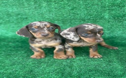 Teckel Miniatura perros en venta: Teckel arlequín mini  - Imagen 2