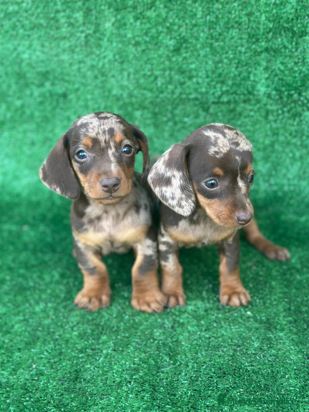 Teckel Miniatura perros en venta: Teckel arlequín mini  - Imagen 2