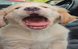 Golden Retriever perros en venta: Golden retriever - Imagen 3