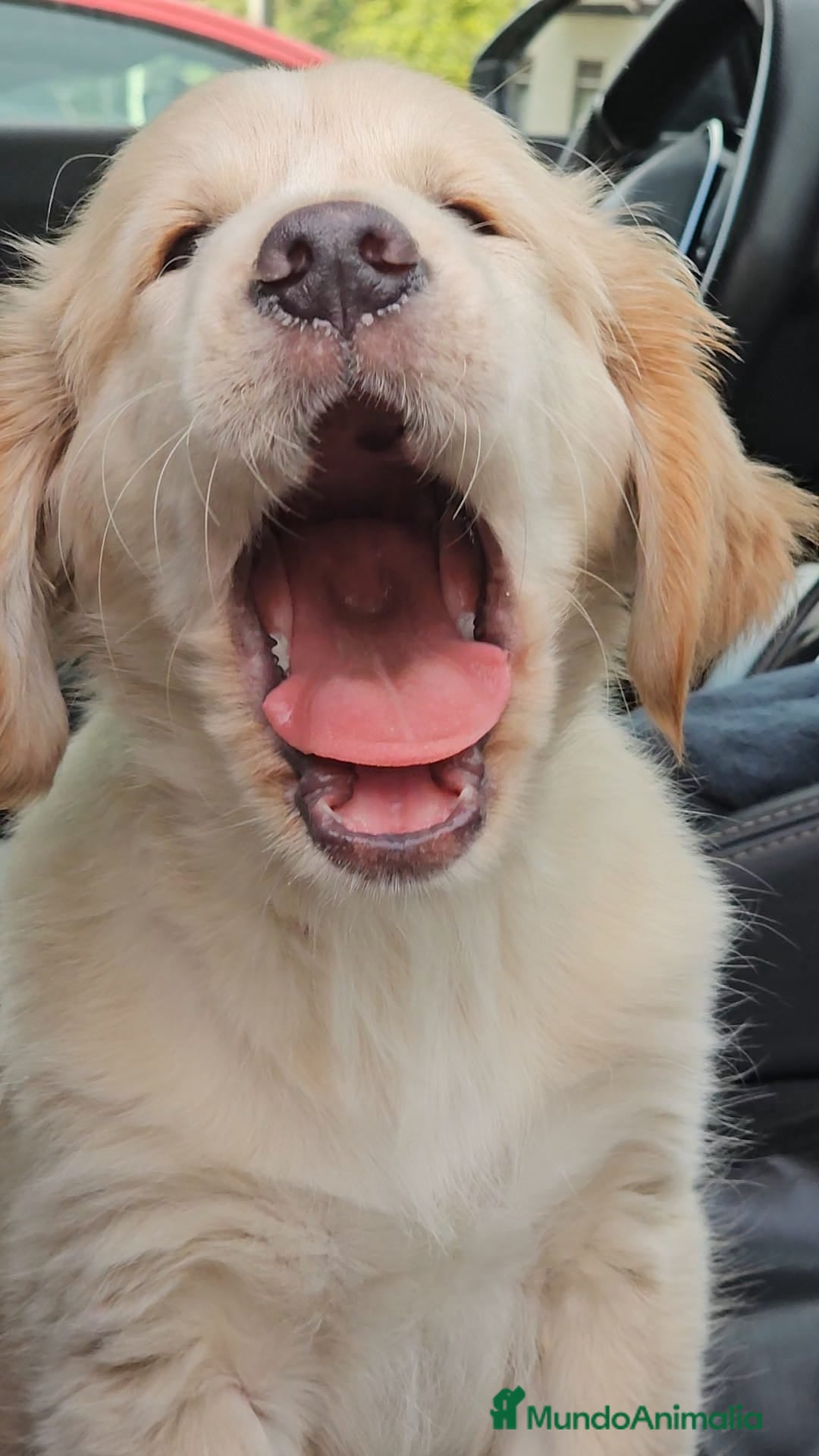 Golden Retriever perros en venta: Golden retriever - Imagen 3