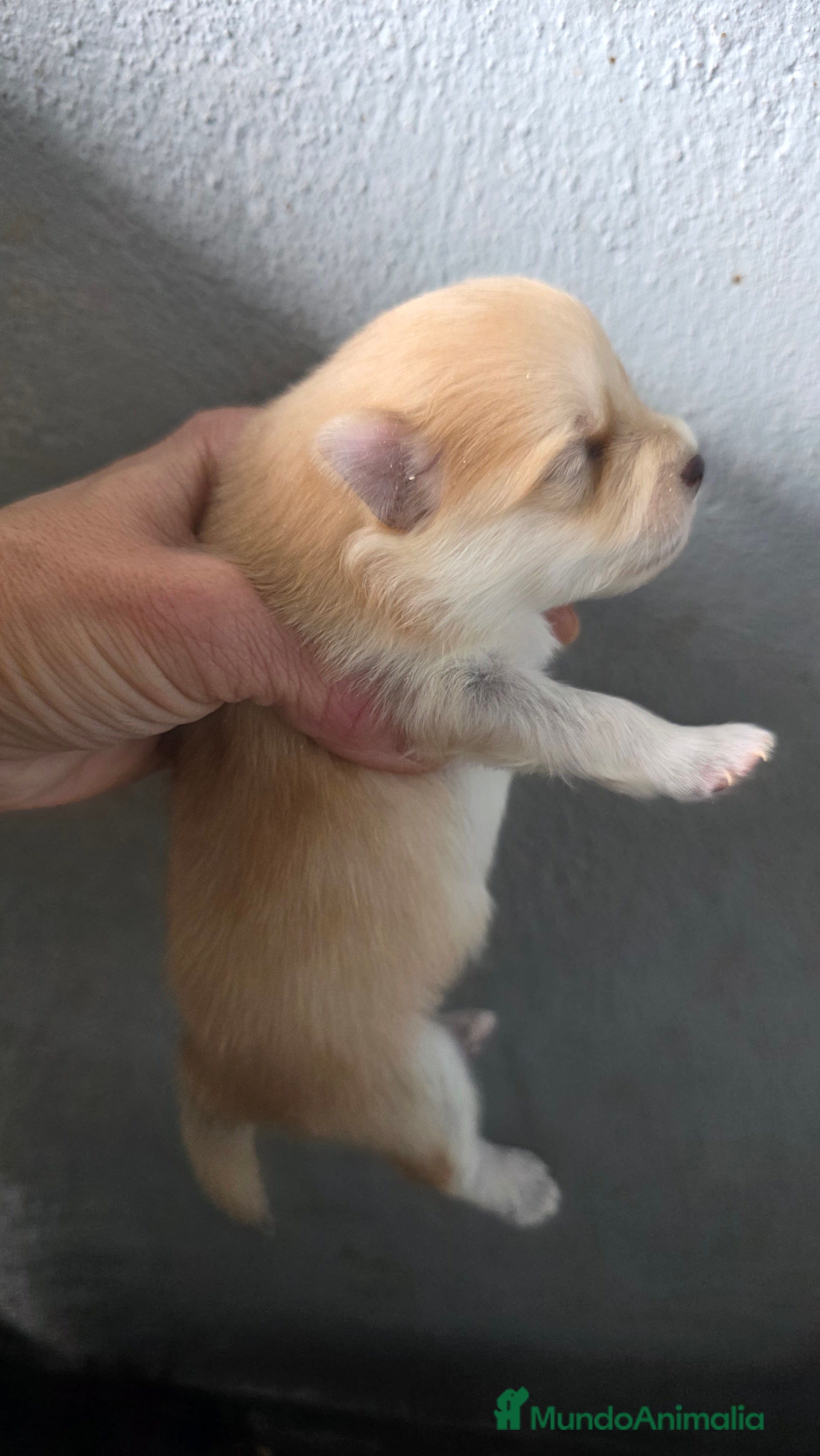 Pomerania perros Pomerania toy minis  - Anuncio 8