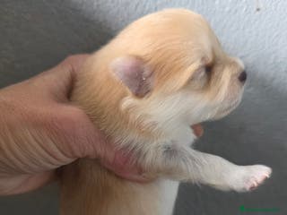 Pomerania perros Pomerania toy minis - Anuncio 18