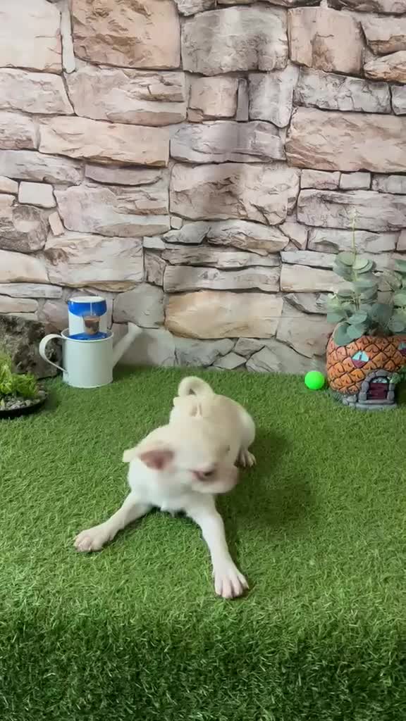 Chihuahua perros en venta: CHIHUAHUA TOY - Video 2