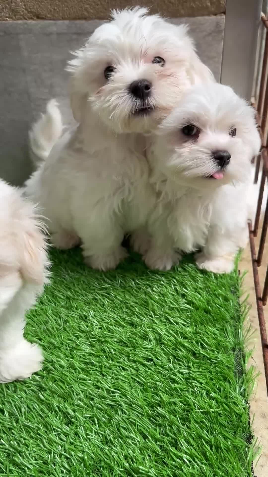 Bichón Maltés perros en venta: Excelente camada de Bichon Maltes - Video 2