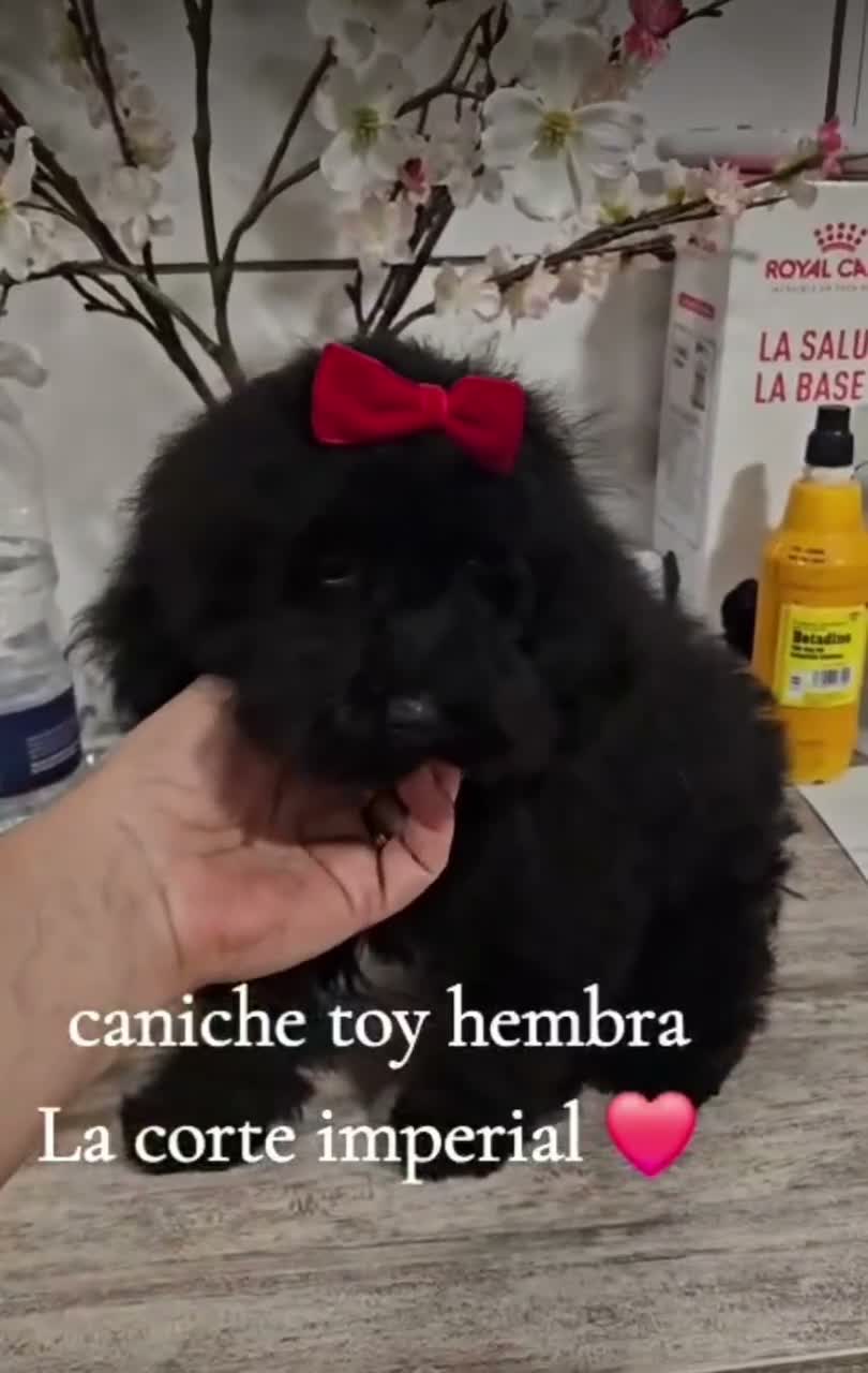 Caniche Toy perros en venta: Caniche Toy - Video 1