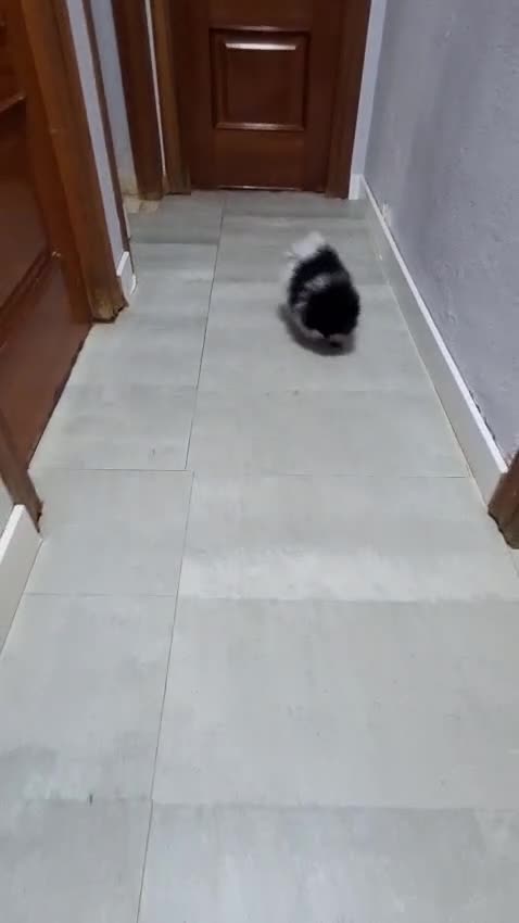 Pomerania perros en venta: Cachorro de Pomerania Lulu - Video 1