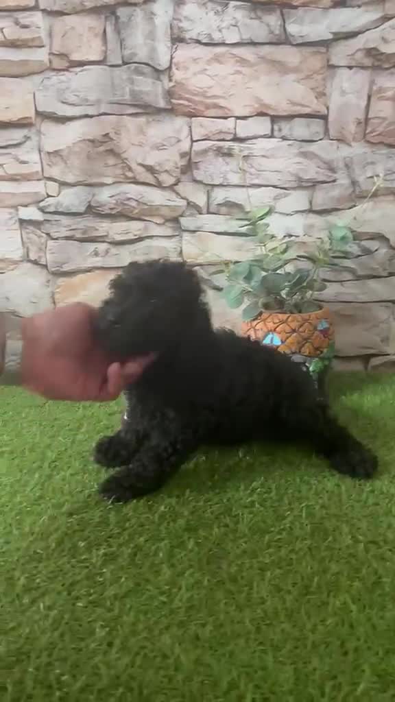 Caniche Toy perros en venta: CANICHE NEGRO MINI TOY - Video 1