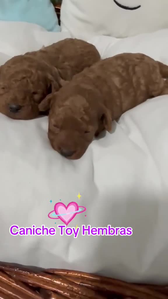 Caniche Toy perros en venta: Nueva camada de caniche Toy !!! - Video 1