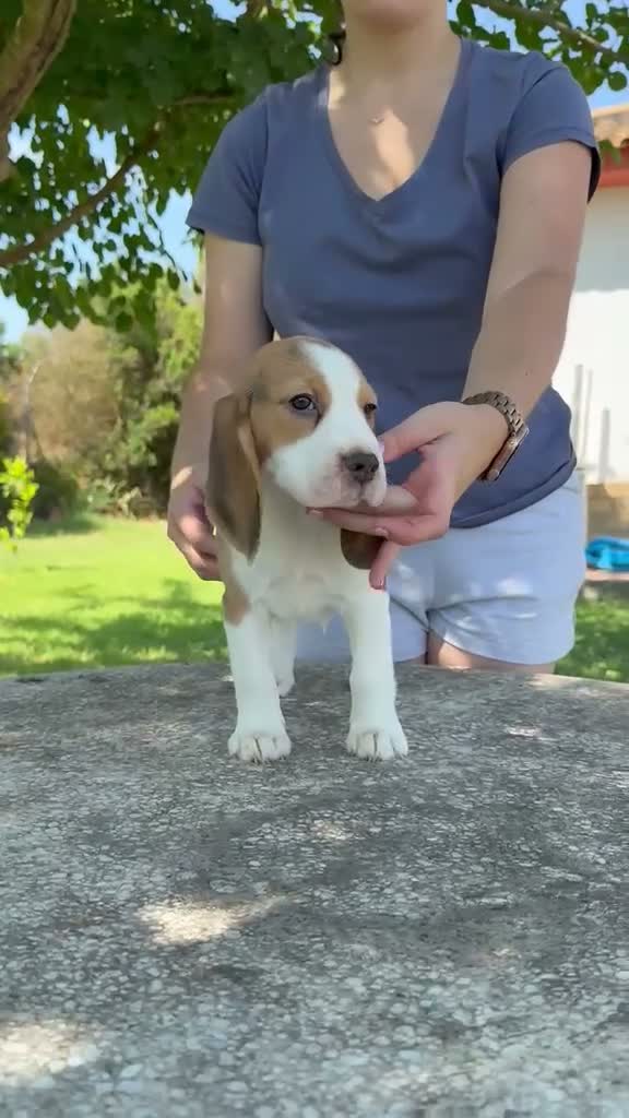 Beagle perros en venta: Cachorros beagle hembra tricolor - Video 1