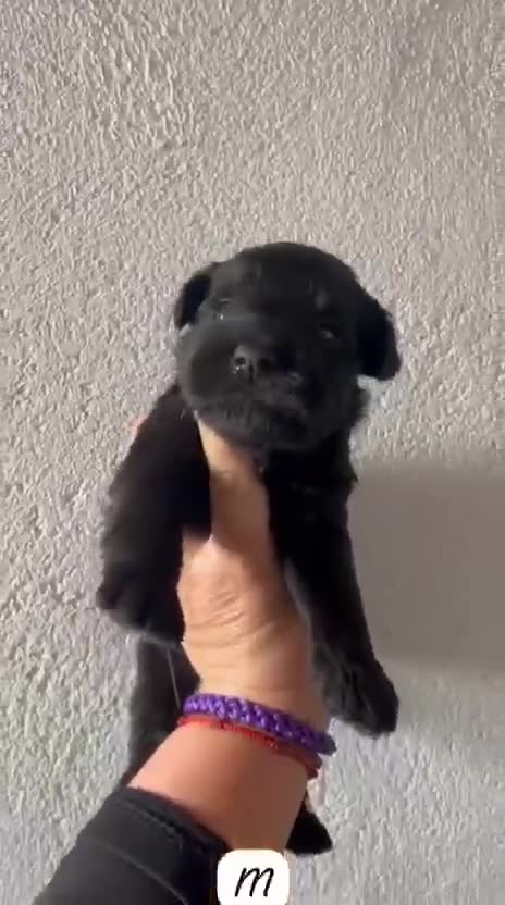 Schnauzer Miniatura perros en venta: SCHNAUZER MINIATURA NEGRO - Video 1