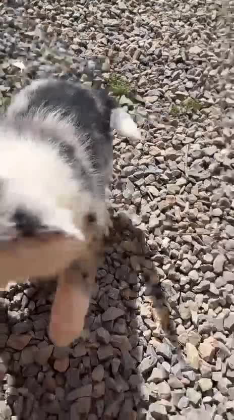 Border Collie perros en venta: Border collie merle - Video 4