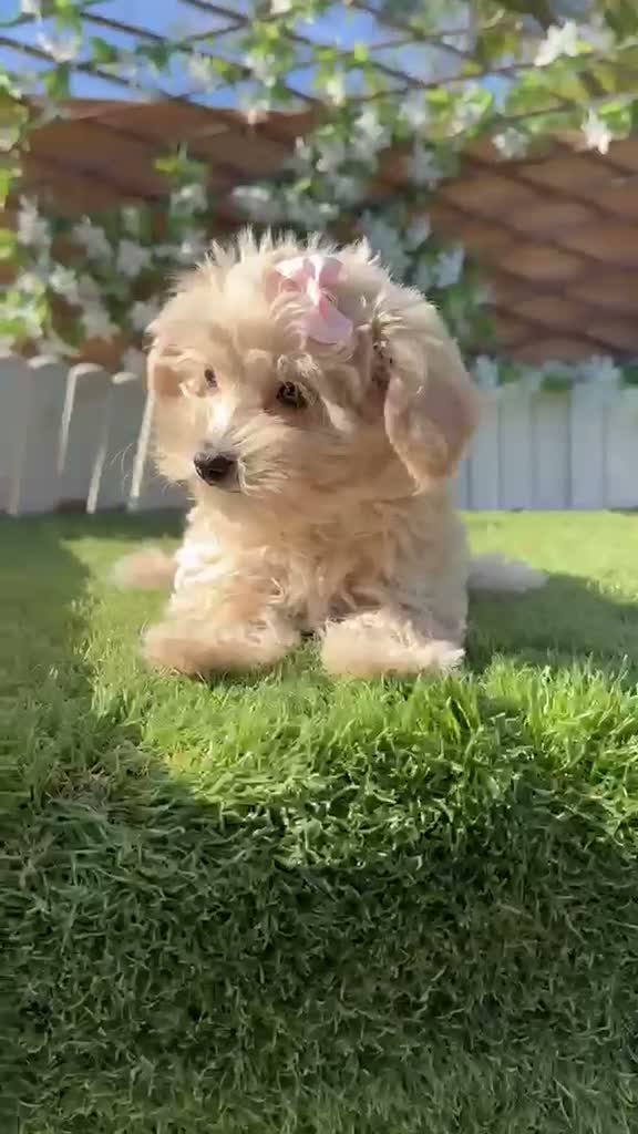 Maltipoo perros en venta: MALTIPOO HEMBRA 🎀 - Video 1