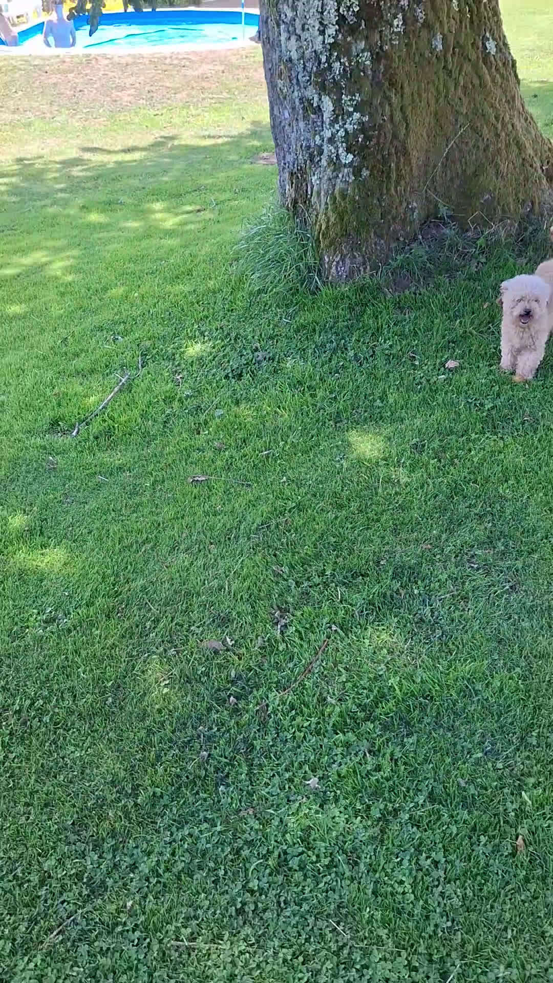 Caniche Toy perros en venta: Caniche Toy - Video 2
