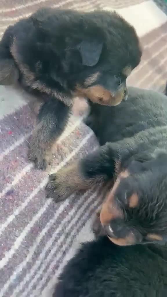 Rottweiler perros en venta: Cachorros de Rottweiler - Video 2