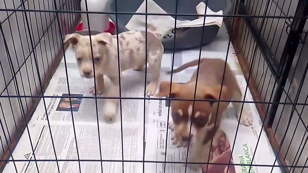 American Bully perros en venta: AMERICAN BULLY POCKET - Video 1