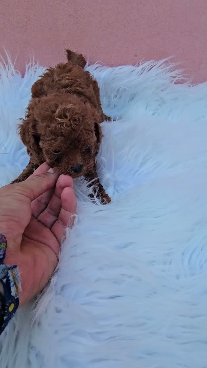 Caniche Toy perros en venta: CACHORROS LINEA ASIATICA en Sevilla - Video 3