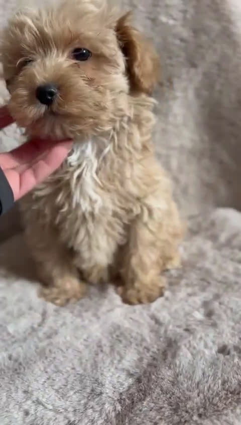 Maltipoo perros en venta: Maltipoo macho  - Video 1