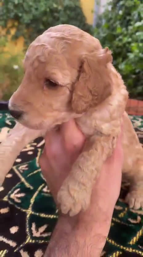 Caniche Gigante perros en venta: Caniche gigante machos  - Video 4