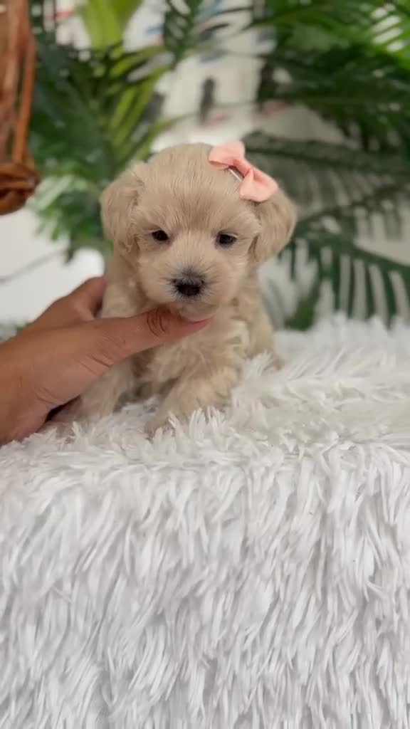 Maltipoo perros en venta: MALTIPOO HEMBRA - Video 1