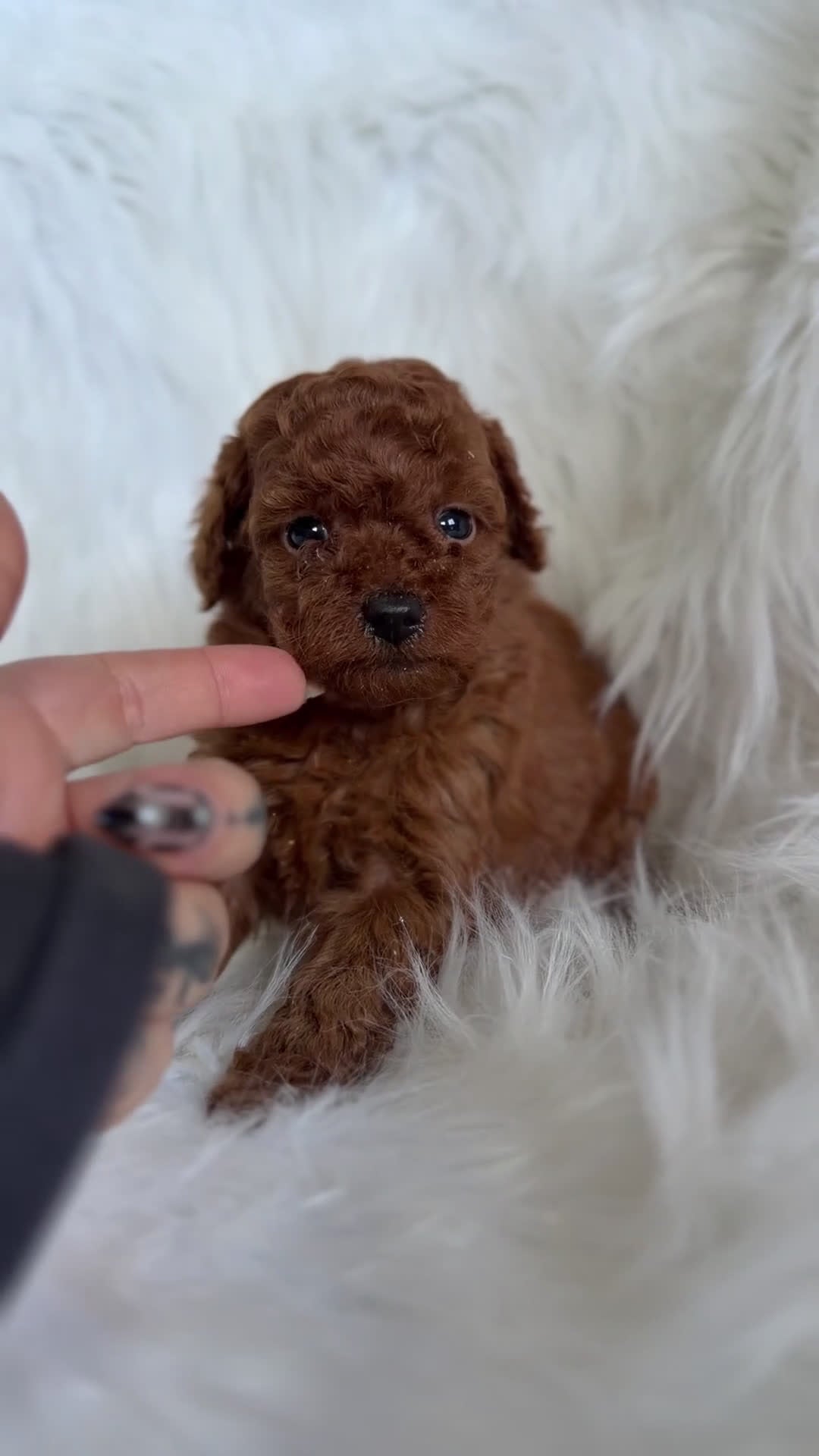 Caniche Toy perros en venta: Caniche rojo pimentón Toy  - Video 1