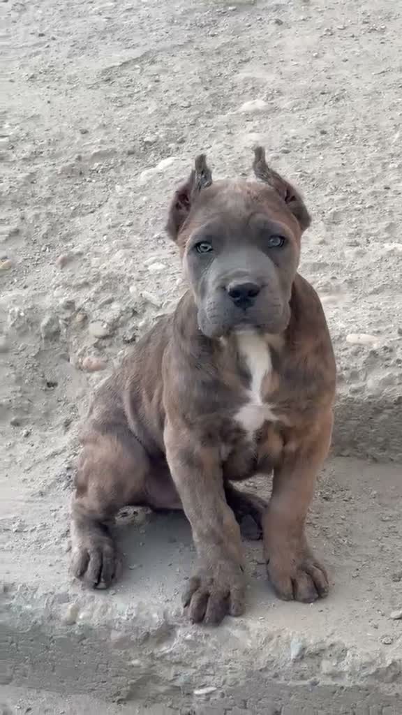 Cane Corso perros en venta: Cane corso - Video 1