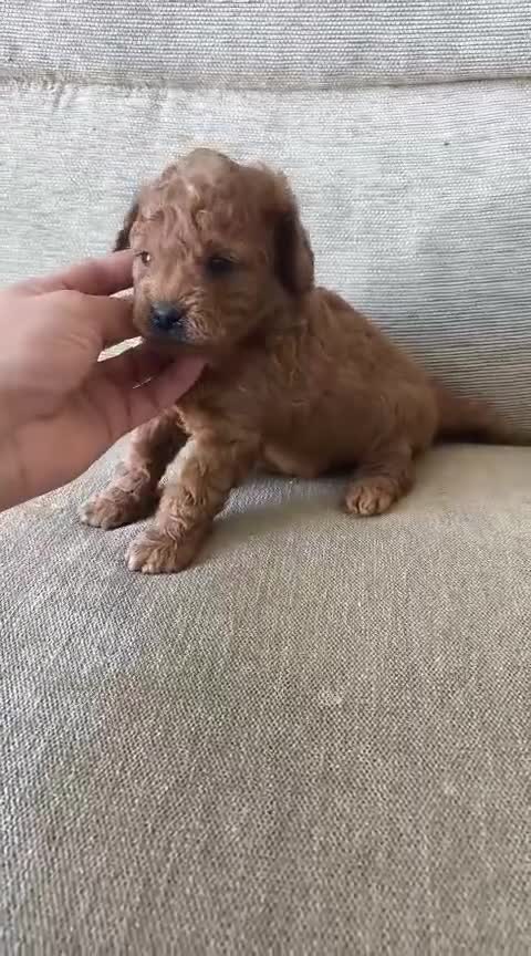 Goldendoodle perros en venta: Machos de goldendoodle en Sevilla  - Video 3