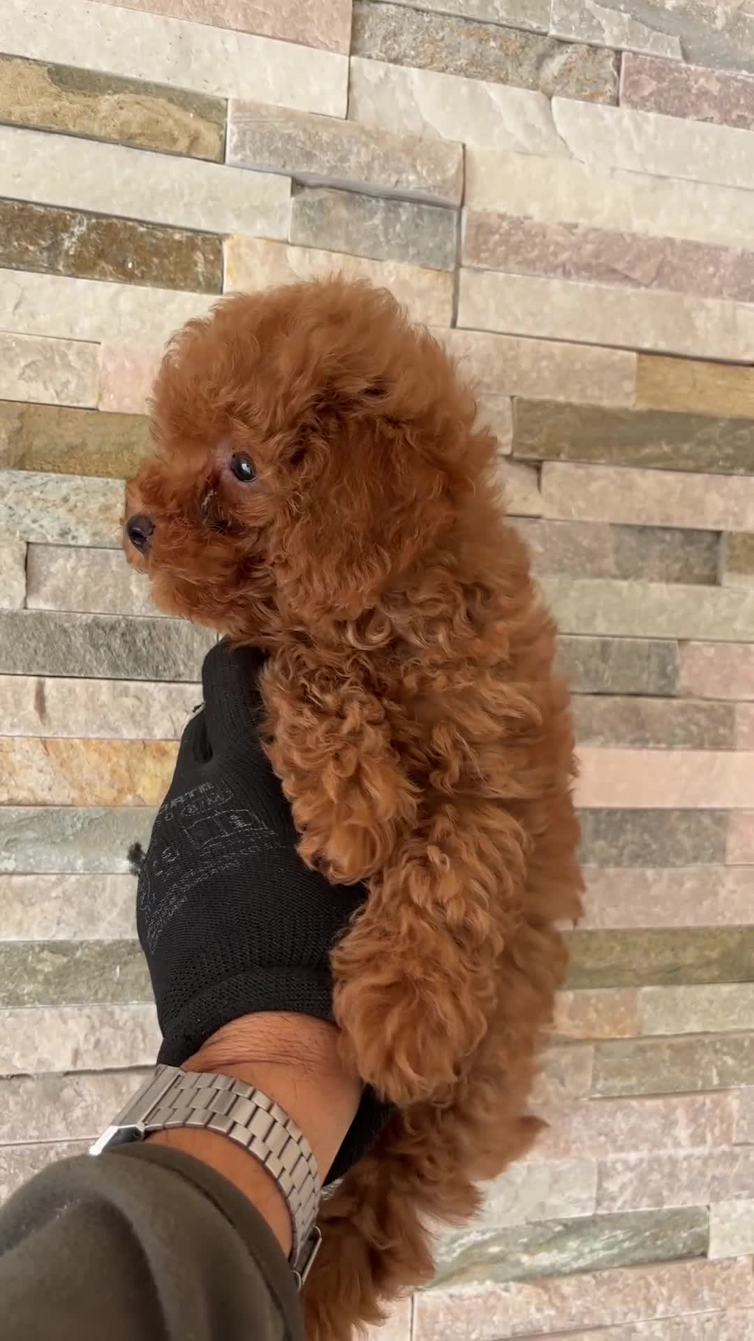 Caniche Toy perros en venta: caniche toy  en La Coruña - Video 1