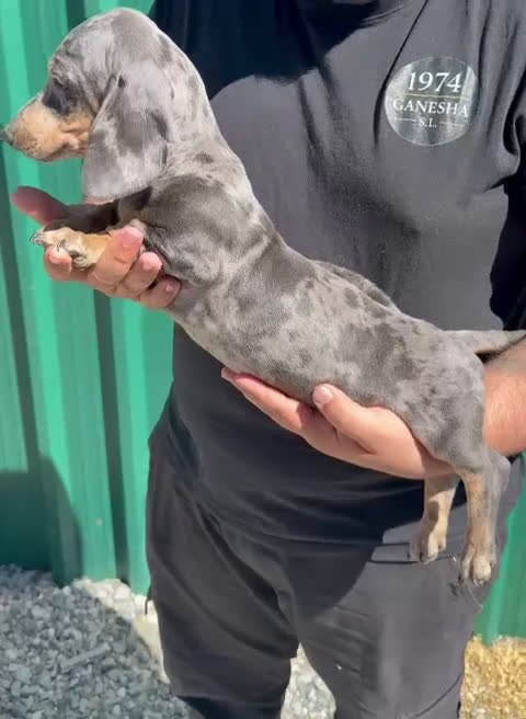 Teckel Miniatura perros en venta: Teckel miniatura - Video 1