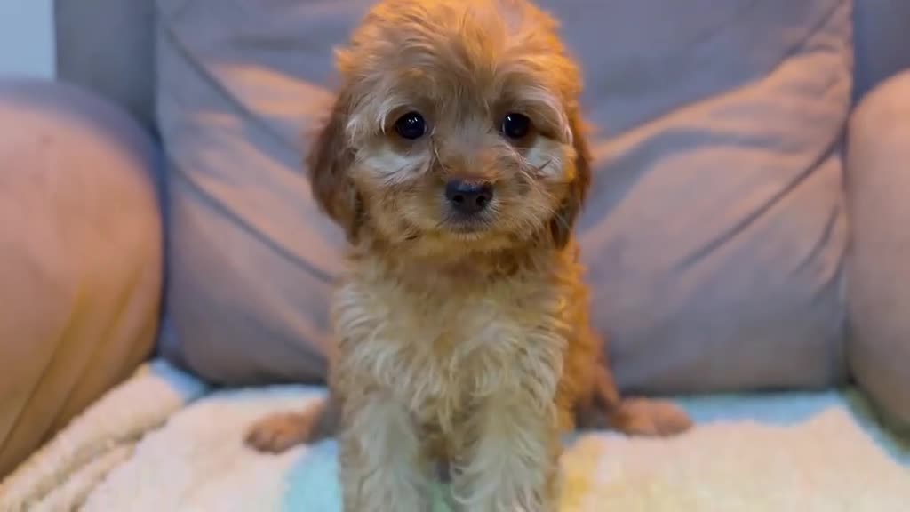 Cavapoo perros en venta: Cavapoo hembra - Video 1