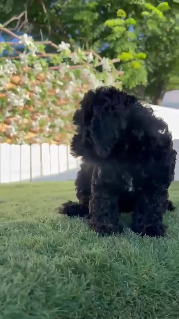 Caniche Enano perros en venta: CANICHE ENANA HEMBRA - Video 1