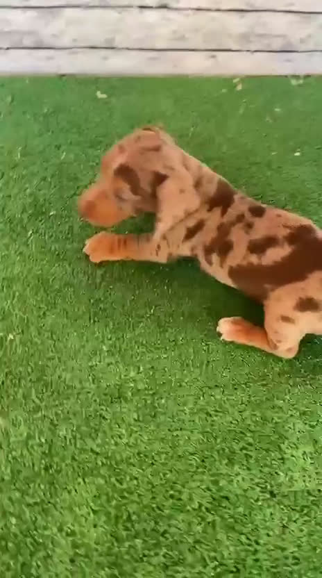 Teckel perros en venta: Camada de teckel macho y hembra nacionales - Video 1