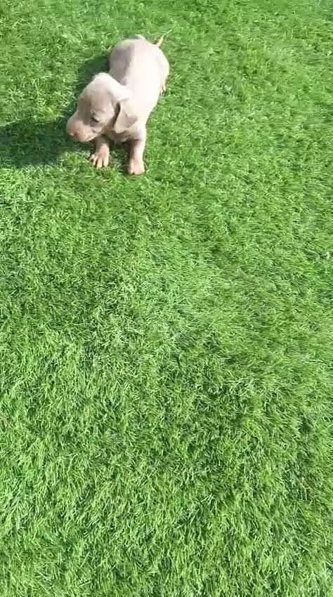 Teckel perros en venta: Teckel Mini Isabella - Video 1