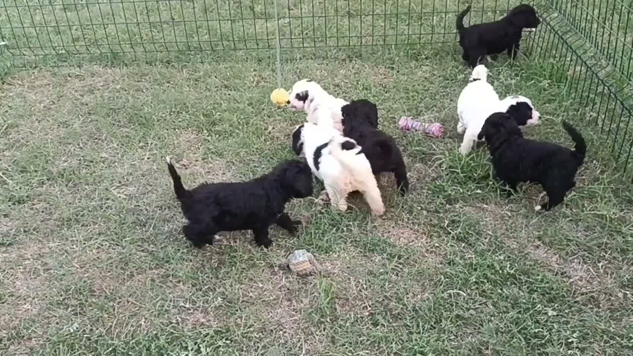 Perro de Agua Español perros en venta: Perro de agua , cachorros  - Video 3