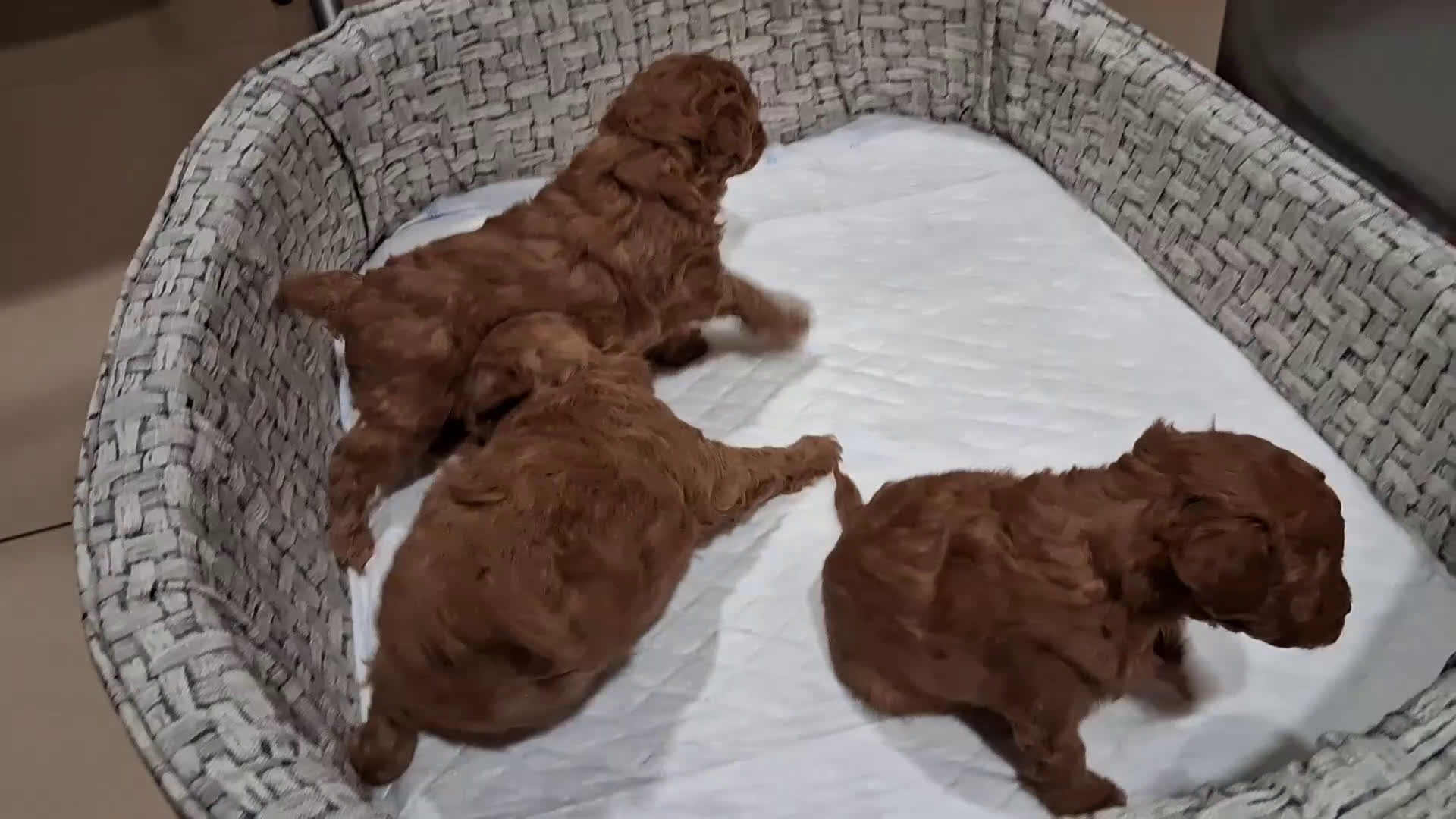 Caniche Toy perros en venta: Cachorros caniche toy rojos - Video 3