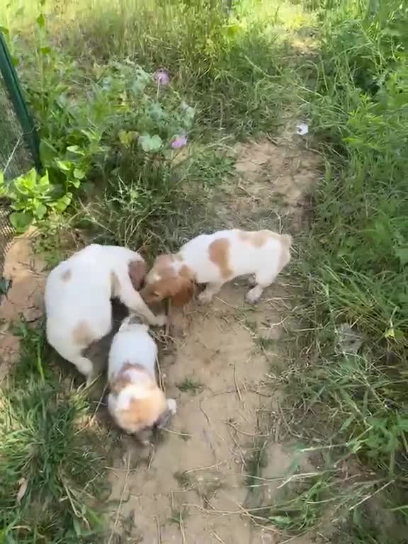 Raza Mixta perros en venta: Cruzaditos de Coker minis Espectaculares  - Video 1