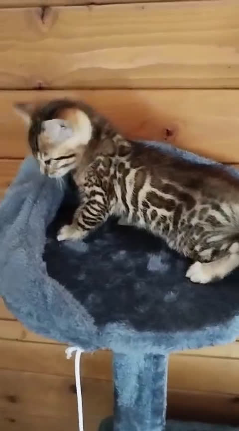 Bengalí gatos en venta: GATOS BENGALÍS  en Madrid - Video 1